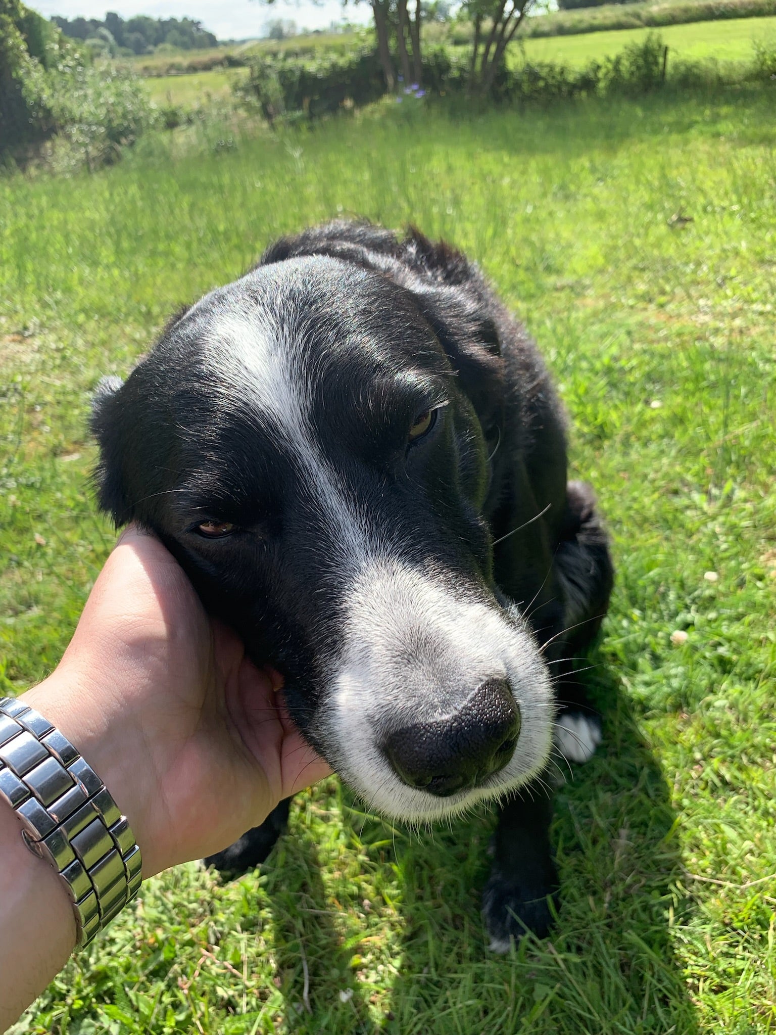 Jack enjoying a sunny day
