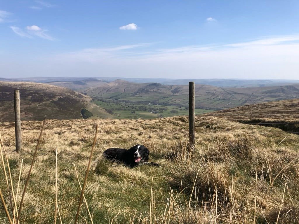 Jack the dog enjoying a hillside view